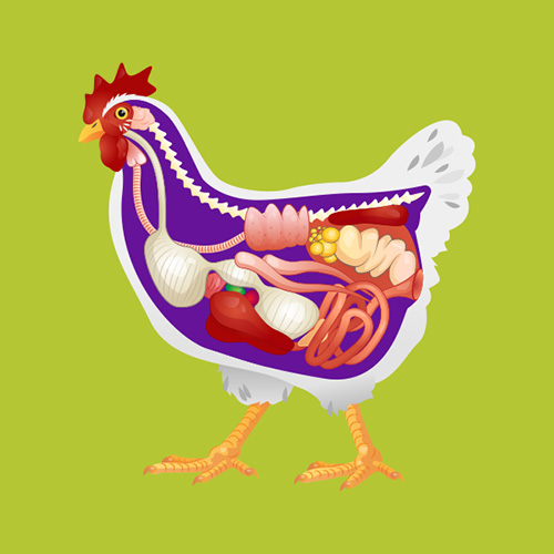 Chickens/Digestion