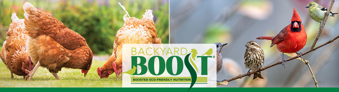 Backyard Boost Graphic with Chickens