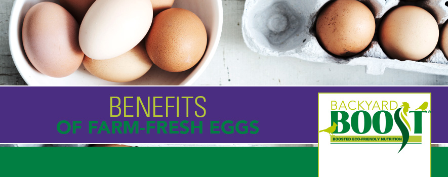 III. The nutritional advantages of home-raised eggs