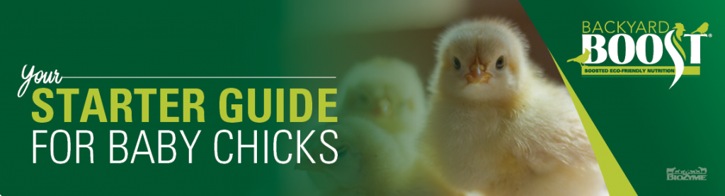 starter guide for baby chicks on chick days