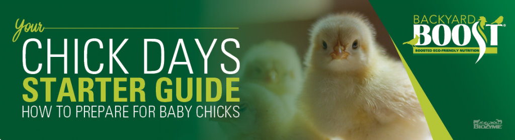 how to prepare for chick days