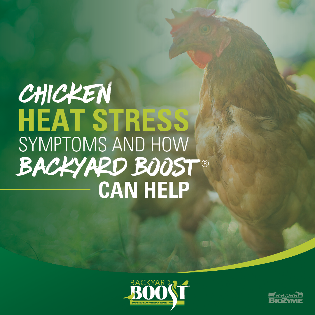 Chicken Heat Stress Symptoms & How Backyard Boost® Can Help - Backyard ...