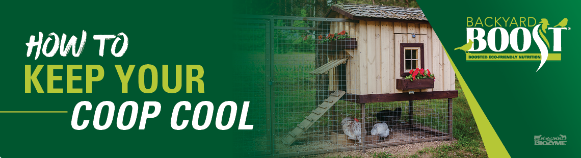 how to keep your coop cool