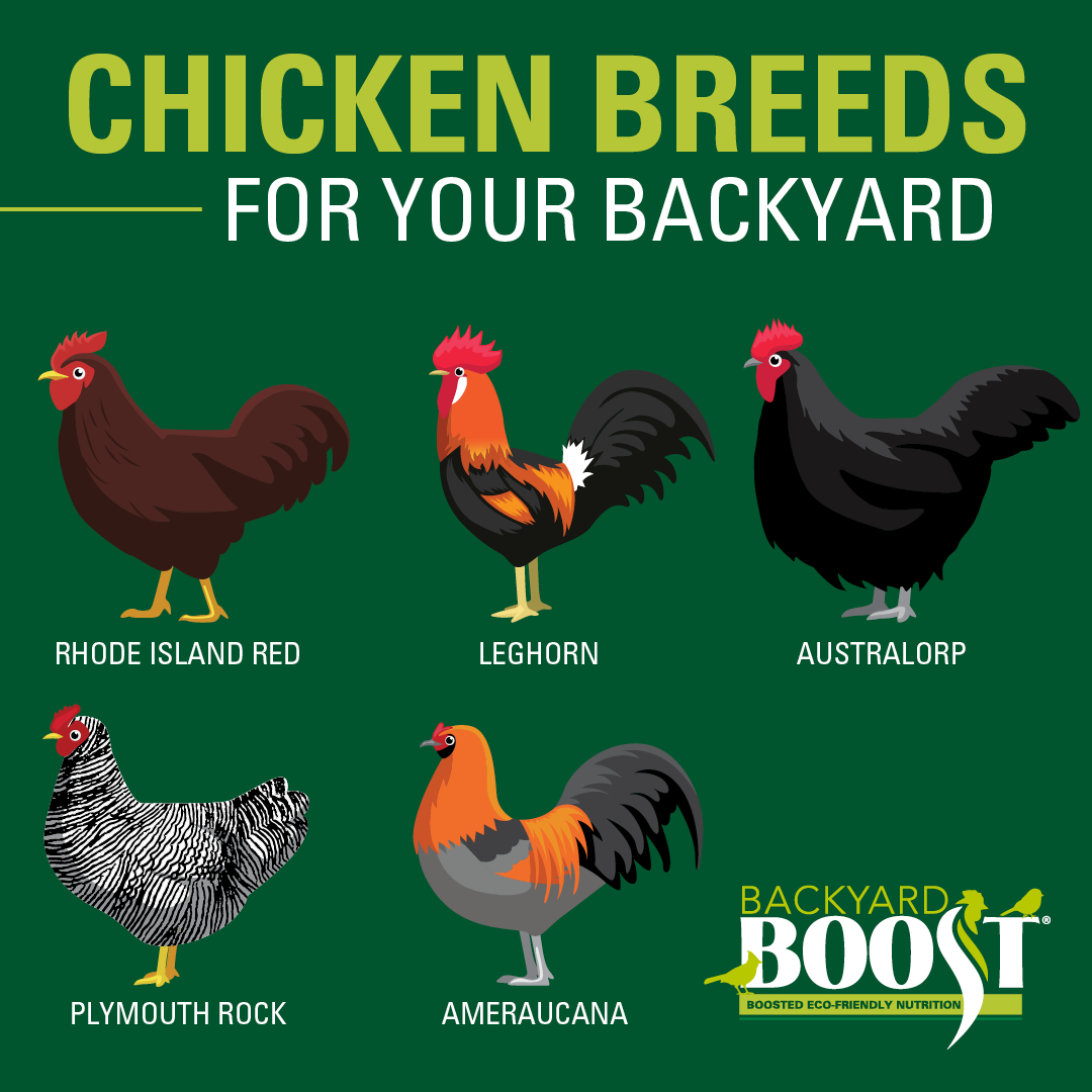 A Guide to Chicken Breeds for Your Backyard - Backyard Boost