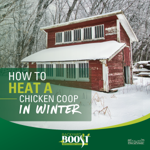 heat chicken coop in winter