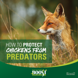 how to protect chickens from predators