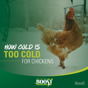 how cold is too cold for chickens