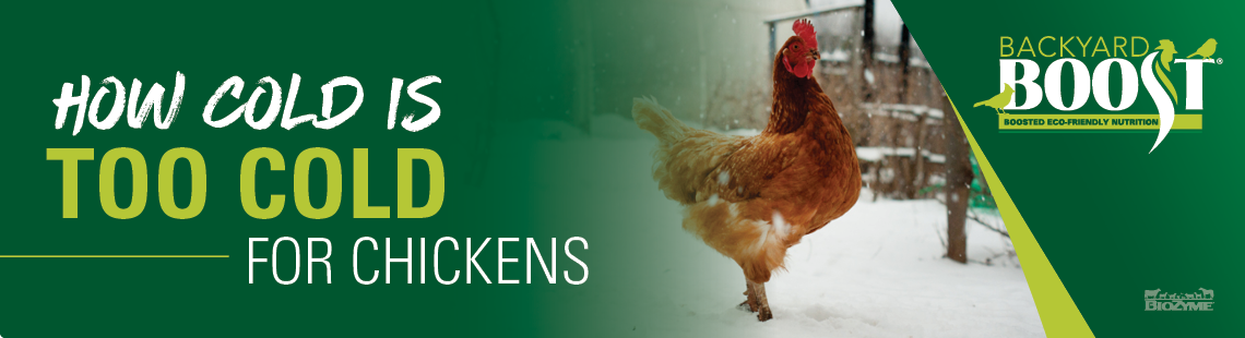 How Cold is Too Cold for Chickens? - Backyard Boost