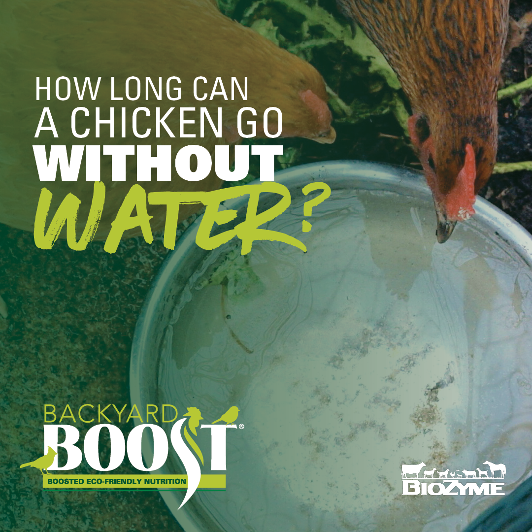 How Long Can a Chicken Go Without Water? Backyard Boost