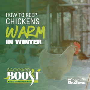 How to Keep Chickens Warm in Winter 