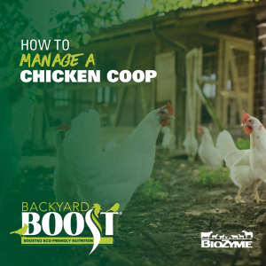 how to manage a chicken coop