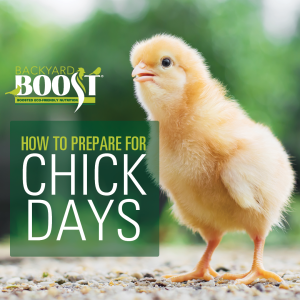 How to prepare for chick days