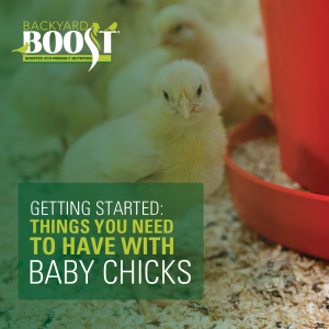 Things You Need to Have with Baby Chicks 