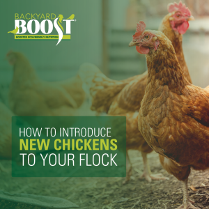 how to introduce new chickens