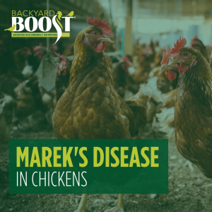 Marek's disease in chickens