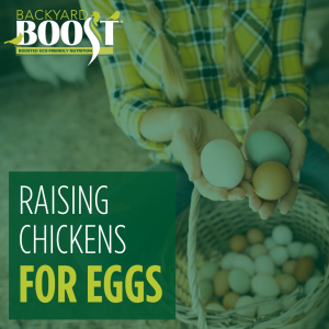 raising chickens for eggs