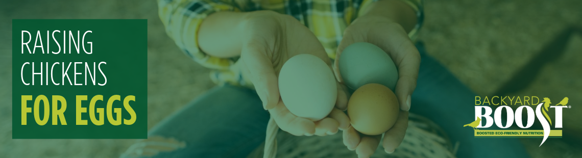 Raising Chickens for Eggs